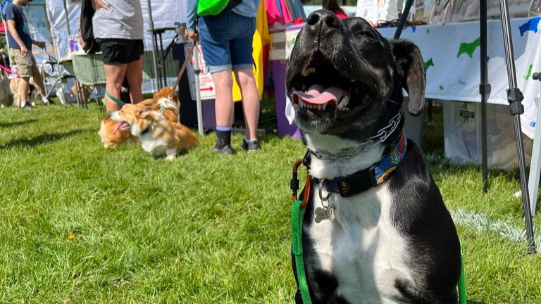 Knotty Paw Green Upcycled rope dog leash dog park