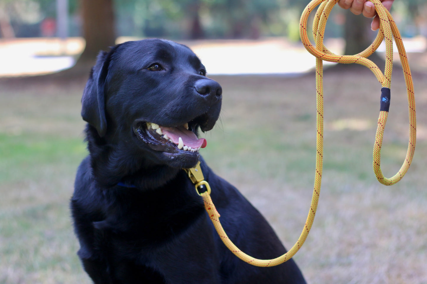 Black Dog Yellow Frog Clip Knotty Paw Upcycled Climbing Rope Dog Leash